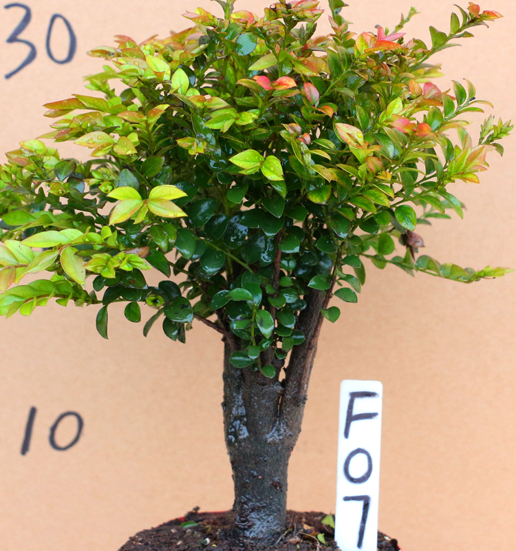 芊阙名贵小叶紫檀盆景树桩单头熟桩檀木室内客厅桌面绿植盆栽花卉植物