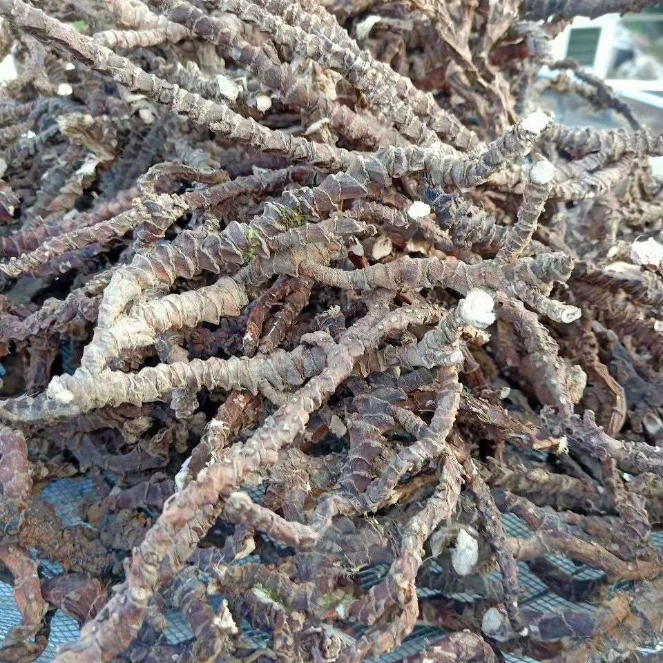 北京同仁堂原料野生深山石菖蒲石菖卜中药材山菖蒲石昌蒲个片九节菖蒲