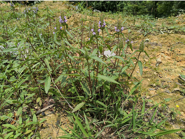 夏枯草中药材500g全棵带根夏枯草茶夏姑草夏菇草深山夏古草御华伊梵麦