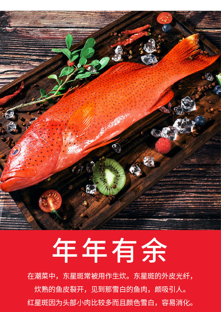 深海燕尾东星斑石斑鱼深海鲜活速冻新鲜国产海鲜水产禧客鲜1618斤1条