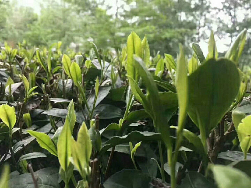 甘肃特产陇南康县阳坝绿茶 高山云雾茶 和佳翠峰250g 弭黎 散装250g