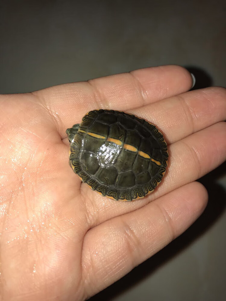 南锦龟苗活体锦龟苗乌龟宠物西锦东锦南锦龟火焰甜甜圈深水冷水龟采缇