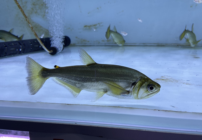 荣郁 黄金猛鱼白金猛鱼巨暴鱼活体热带鱼黄猛白猛加拉辛活体龙鱼配鱼