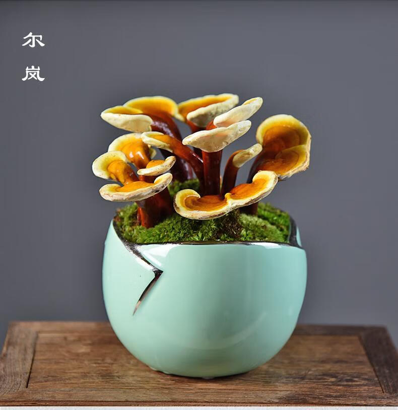 2022新 款可狄(kedi)灵芝盆景活体盆栽室内办公桌面观赏美观赤灵芝