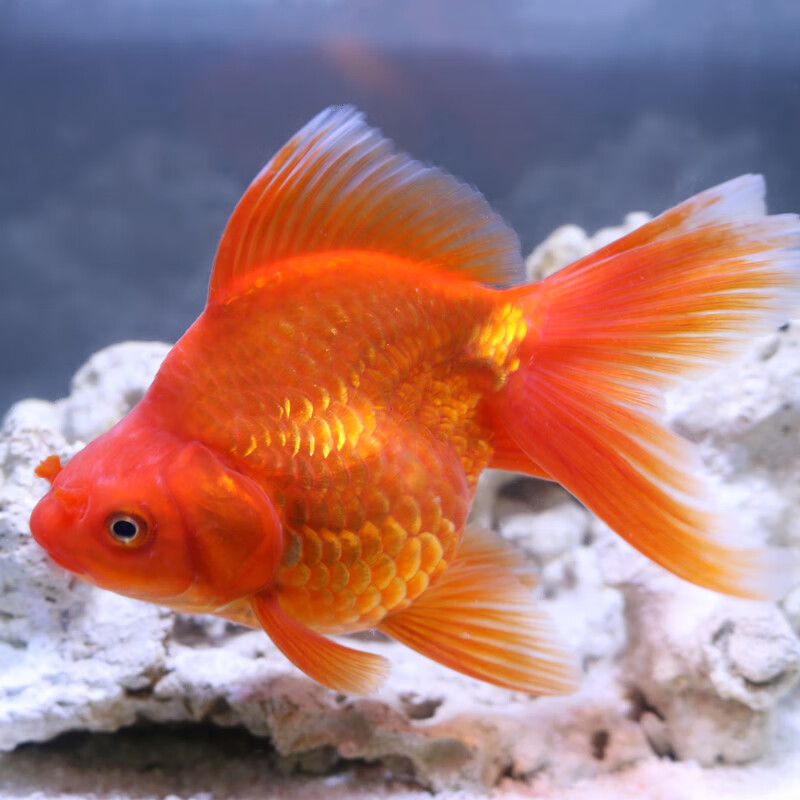 金鱼活体观赏鱼活体小金鱼冷水鱼锦鲤鱼金鱼苗活体淡水小型鱼 5-7cm