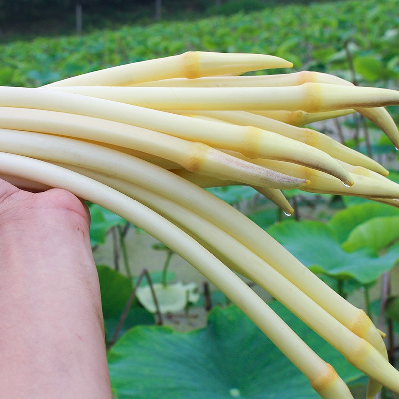 产地直发现挖湖北新鲜藕带小莲藕带藕肠子湖北新鲜采摘莲藕藕带1斤带