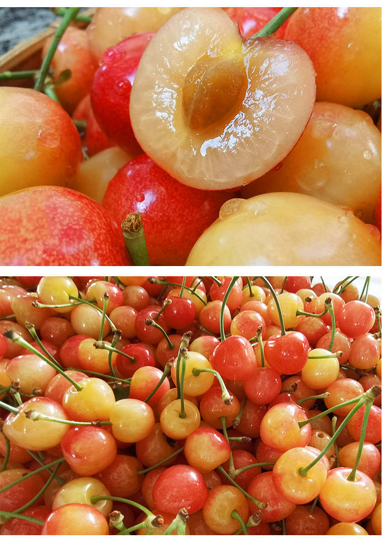 顺丰现货黄水晶樱桃山东烟台黄蜜小樱桃新鲜水果当季整箱2斤l24mm以下