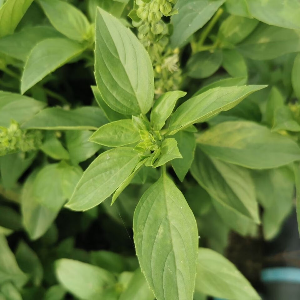 新鲜金不换 九层塔 三杯鸡 食用香菜 1斤批发厨房150克邮 150克【图片