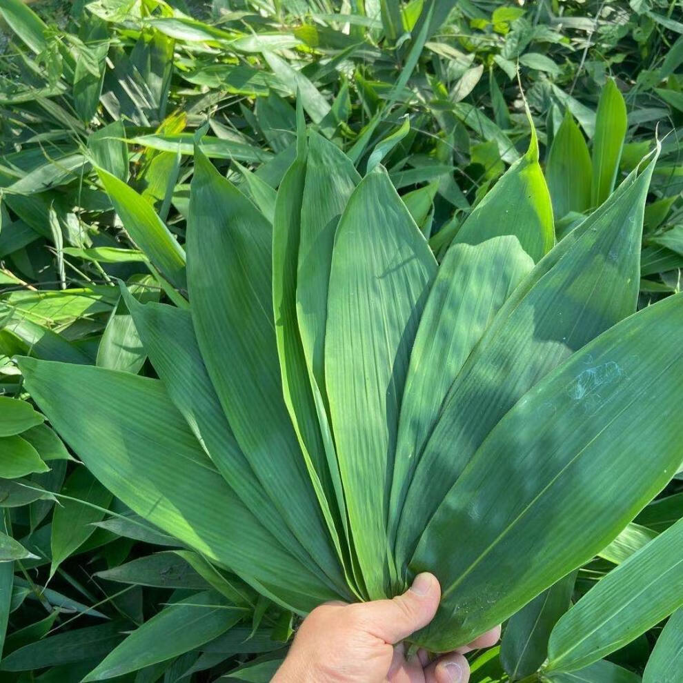 新鲜野生粽子叶现摘箬叶包粽子叶子真空包装特大粽叶大号50张宽9厘米