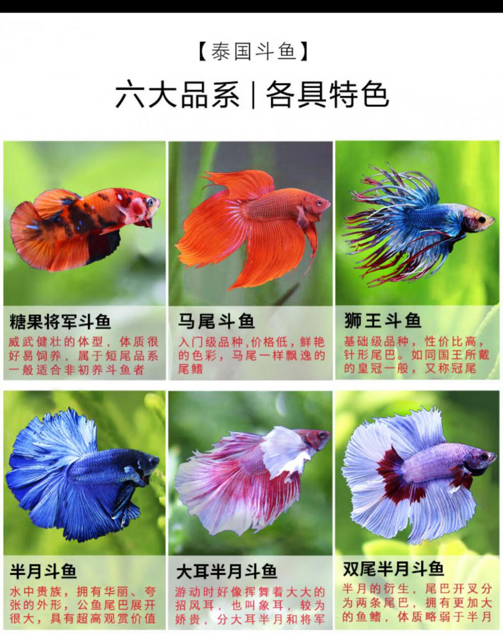 泰国斗鱼马尾狮王半月母斗鱼观赏鱼热带鱼活体宠物淡水鱼鱼缸公马尾