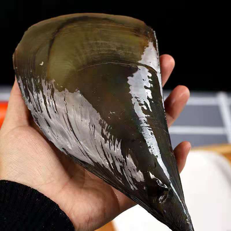 产地直发鲜活加工半壳速冻海带子绿贝瑶柱海鲜水产烧烤自助餐专用 (五