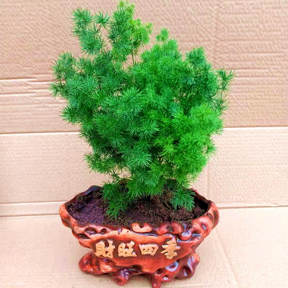 蓬莱松盆栽好养活植物室内花卉四季常青3年苗不含盆蓬莱松34分支含盆
