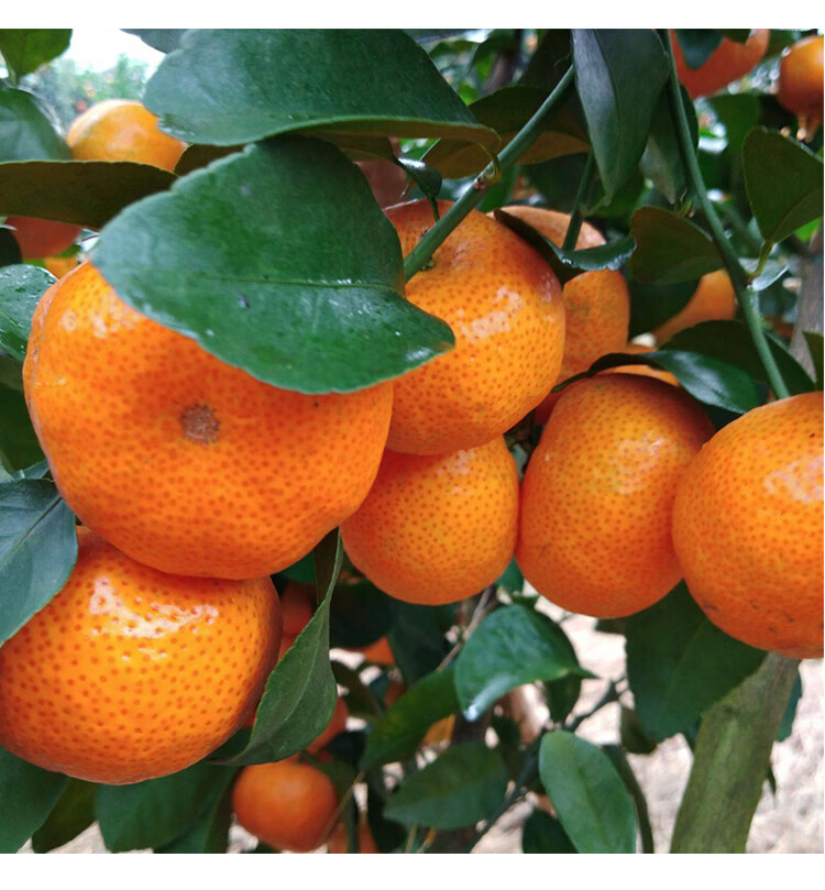 【现摘新鲜】顺丰砂糖橘9斤纯甜少核新鲜水果广东砂糖桔子沙酷果汇 9