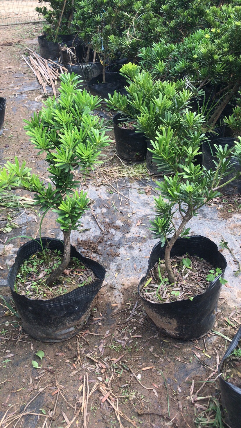 锦雄苗圃金钻罗汉松原生苗造型罗汉松四季常青盆栽盆景罗汉松植物霜魄