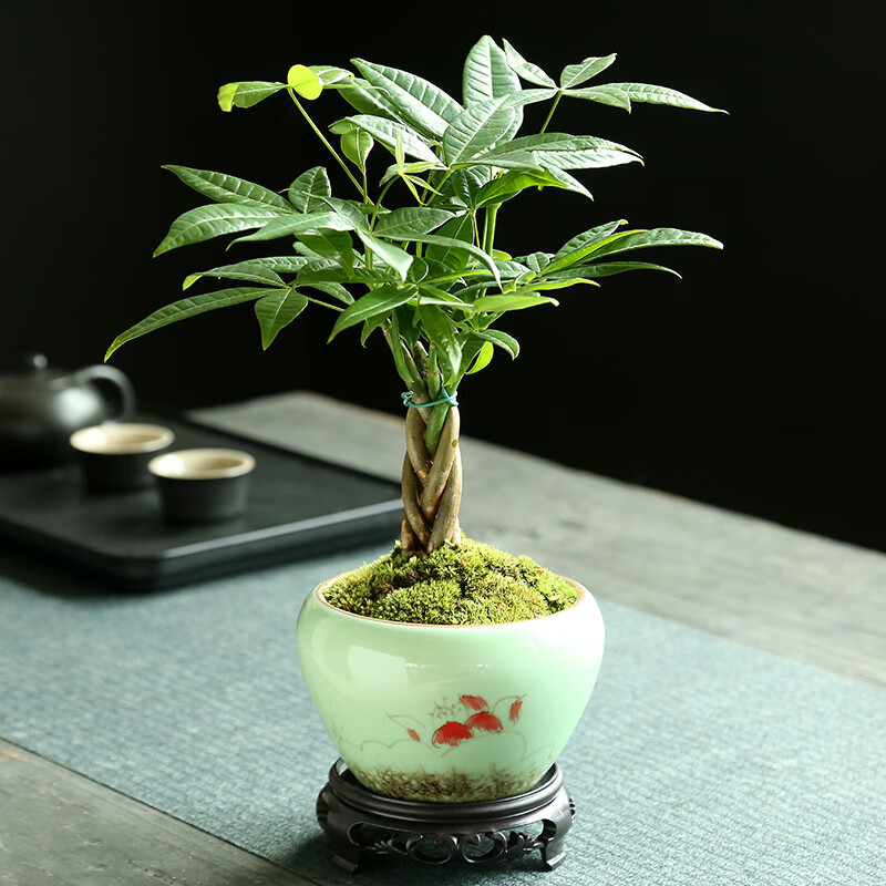 发财树盆栽植物办公室绿植客厅阳台室内盆景富贵树陶瓷盆好养易养