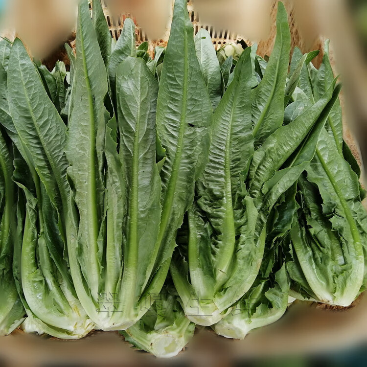 油麦菜5斤油荬香水生菜当季青菜四季农家自种时令蔬菜3生鲜 1500g