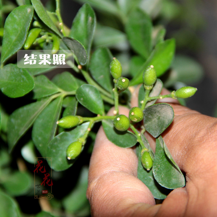九里香中大型盆栽开花芳香花卉植物室内观花观果植物七里香千里香 6年