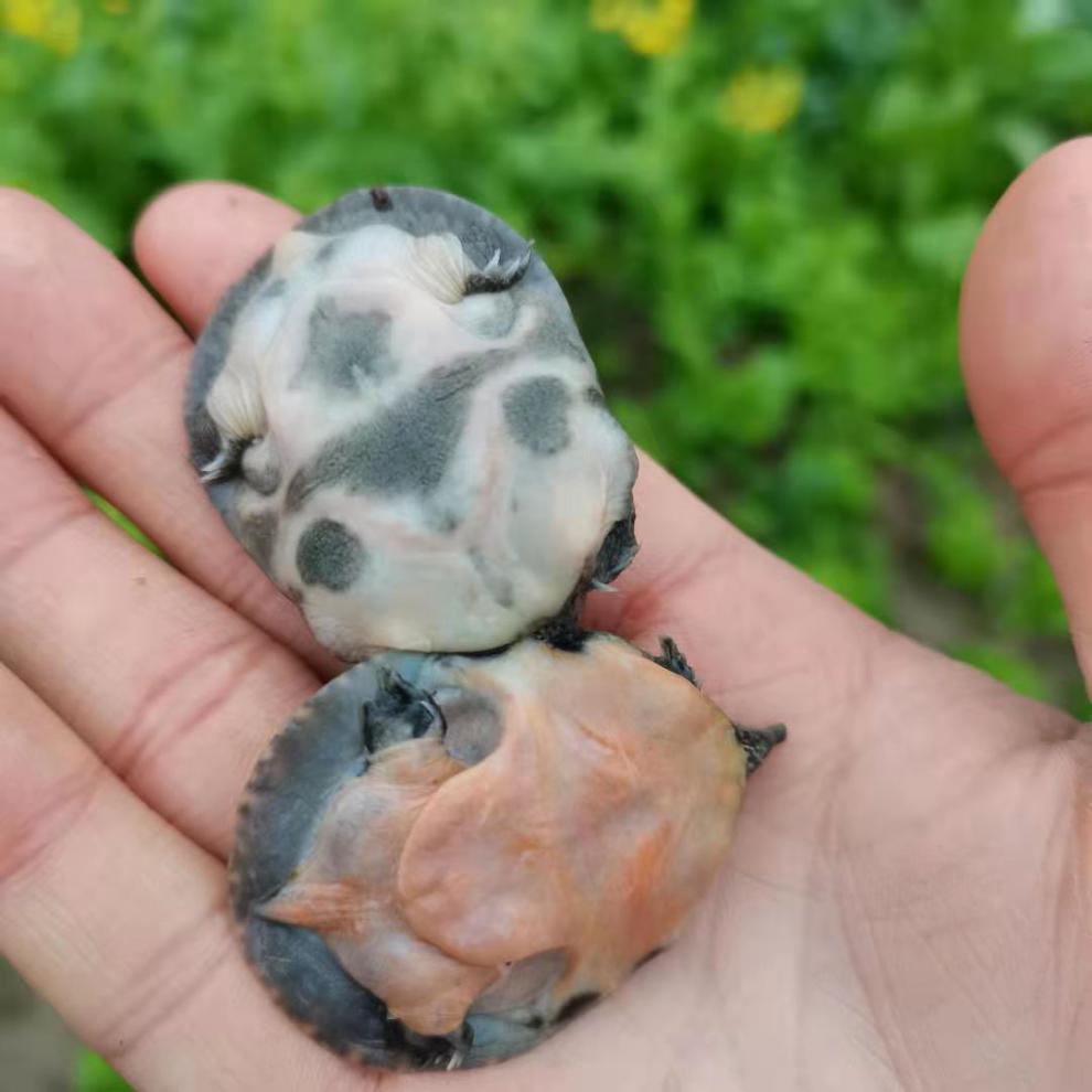 荣郁 活体观赏甲鱼美国珍珠鳖乌龟吃鱼粪鱼缸清道夫角鳖苗宠物深水鳖