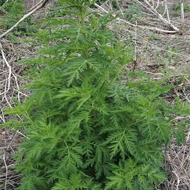 北京同仁堂原料青蒿草中药材青蒿素苦蒿干货野生香蒿桐臭蒿子黄蒿黄花