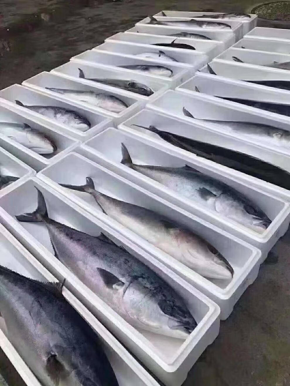 海鱼大鱼特大黄金鲅鱼青甘鱼深海鱼一条净重22斤以上山东冷冻水产 22