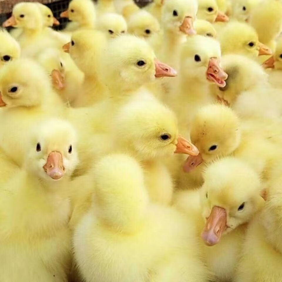 小鹅苗狮头鹅苗特大种狮子头鹅朗德鹅苗活体三花鹅苗白鹅苗家养 灰鹅