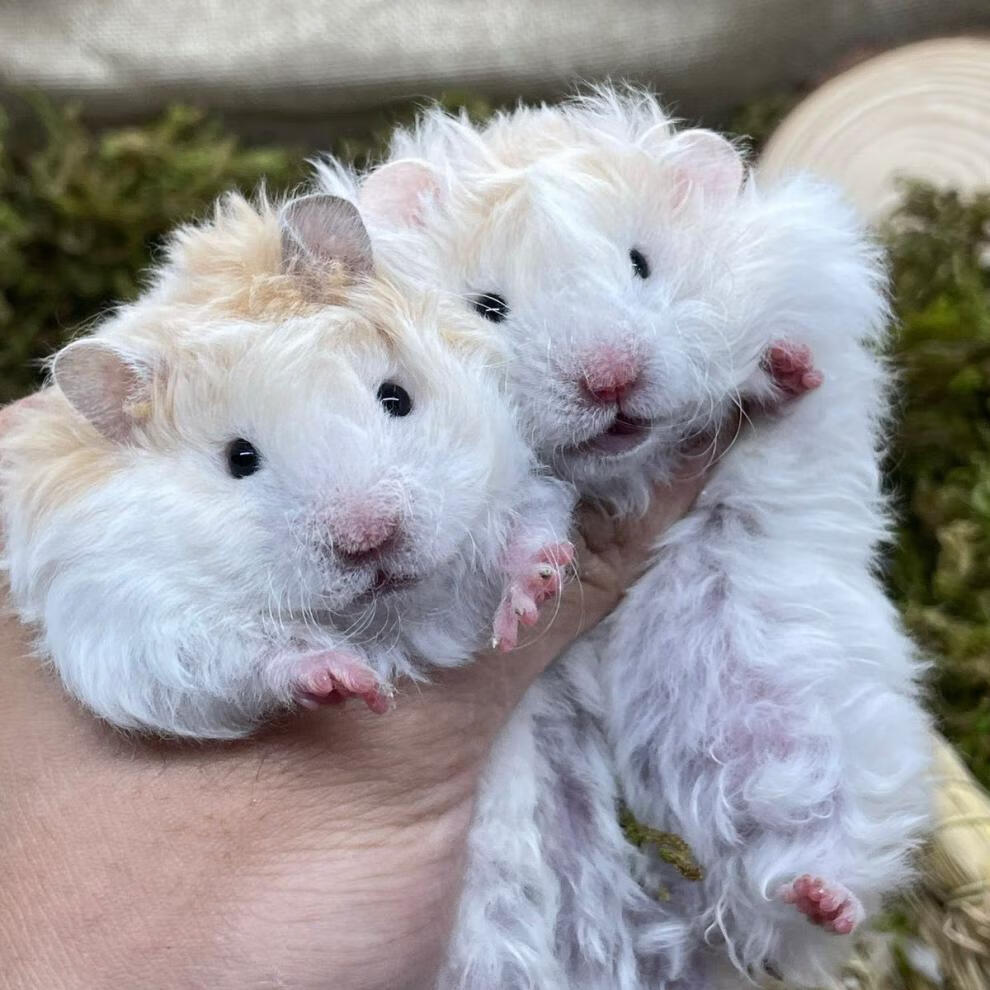 cmcm卷毛金丝熊长卷毛仓鼠金丝熊活体稀有高端品种家养金丝熊品质保证