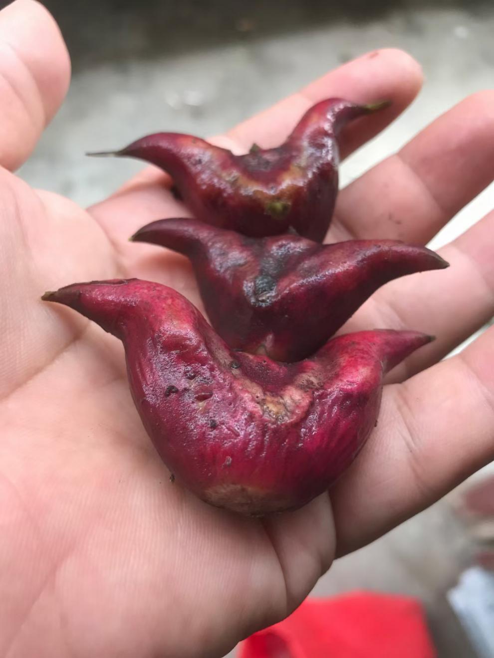 老菱角粉糯红菱湖北特产老黑菱角洪湖过节送礼 5斤【图片 价格 品牌