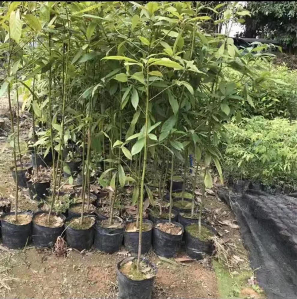 名贵苗木正宗奇楠沉香树苗小叶紫檀 金丝楠木树苗 海南树苗 沉香90-99