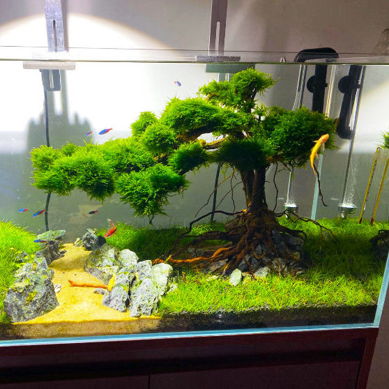 巴西树沉木迎客松鱼缸造景泰国枝水族箱造景装饰一木成景莫斯树高度