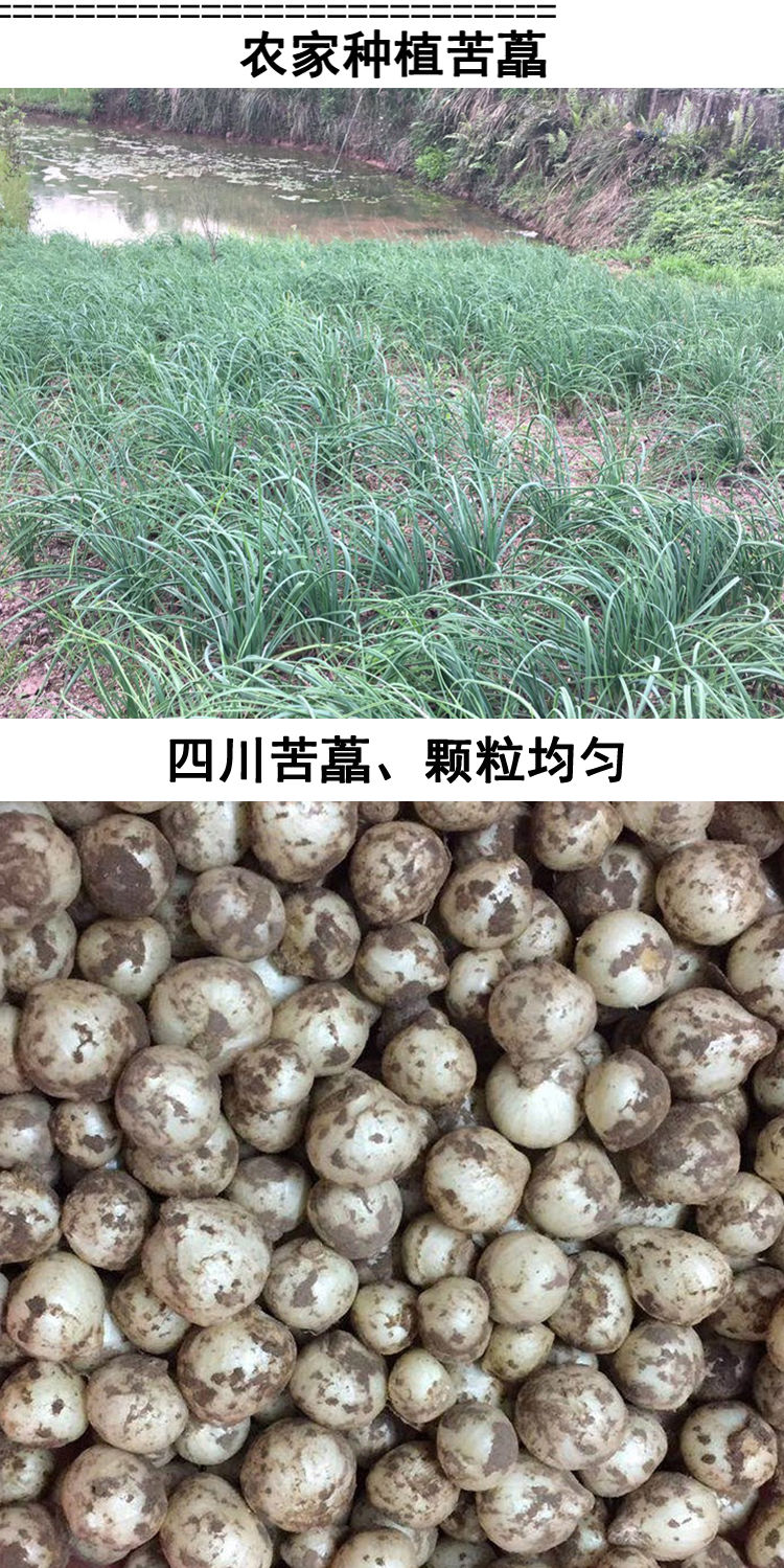 新鲜苦藠团葱农家小根蒜野葱头四川苦藠种苦茭头小蒜薤