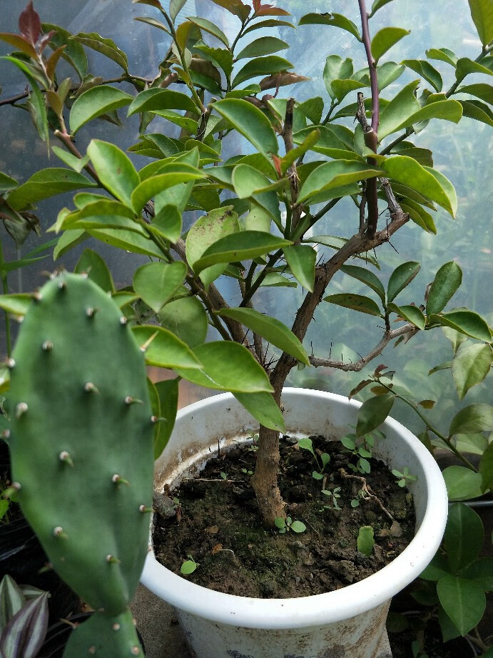 2米直杆叶仙 不含盆【图片 价格 品牌 报价】-京东