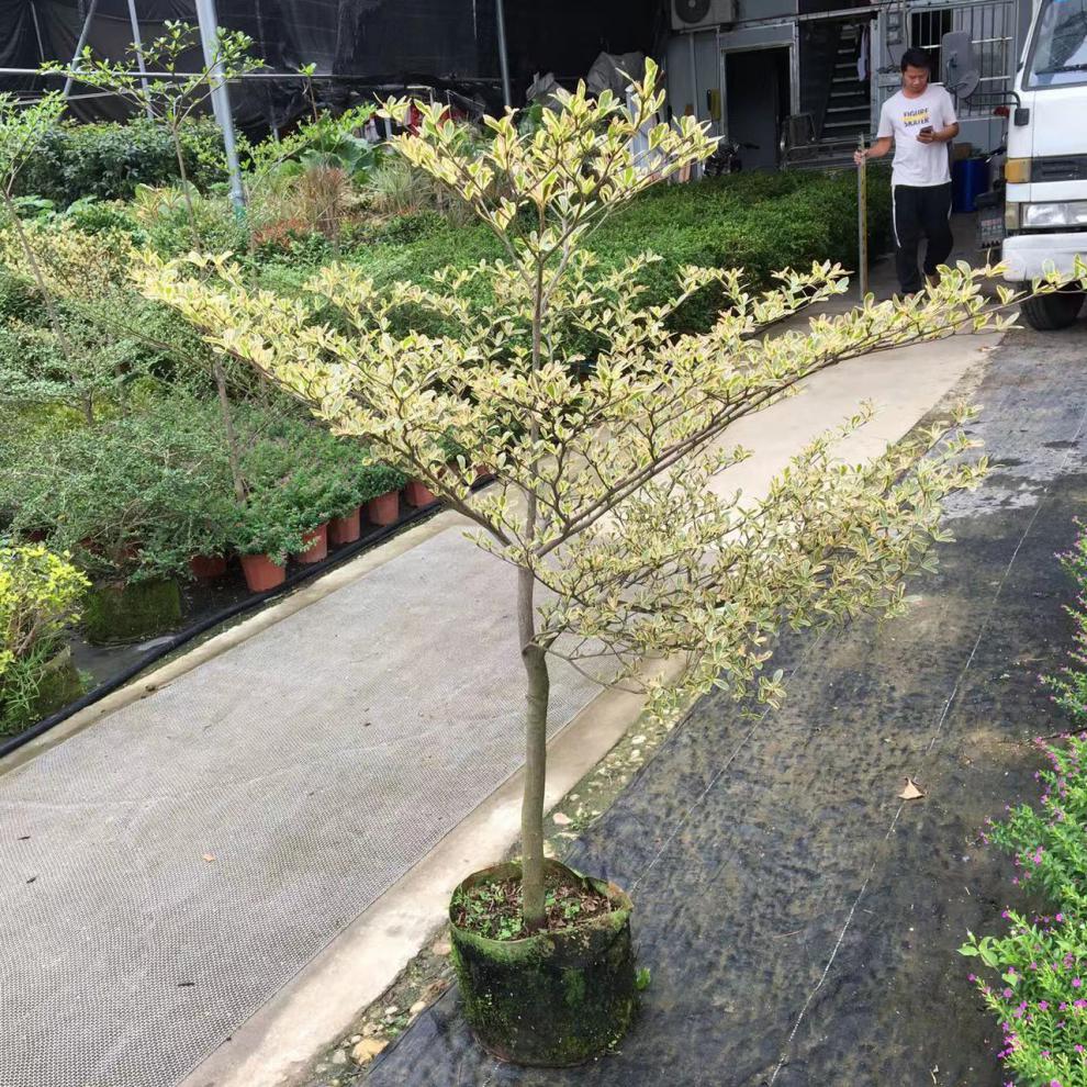 卉天下小叶榄仁细叶榄仁花叶橄榄非洲雨伞树苗绿化庭院层次感遮荫盆