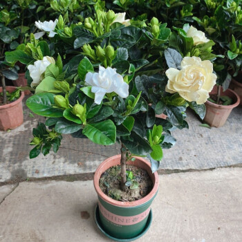 奔新农大叶牡丹栀子花独杆6070大叶牡丹栀子花独杆6070公分高加仑盆