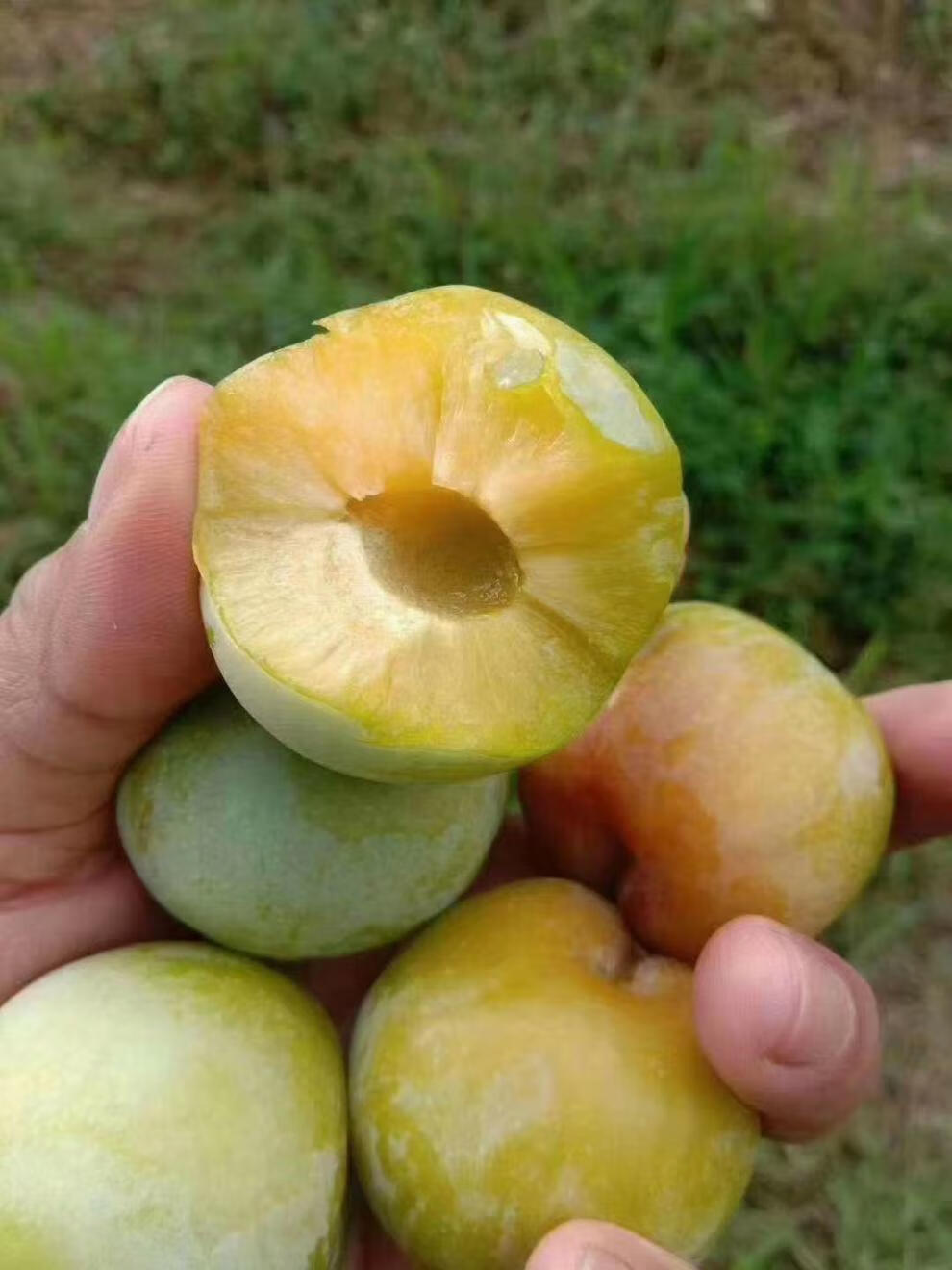 四川赤水河凤凰李脱骨李青脆新鲜水果脆大又甜江安李3斤直发昌隆福记