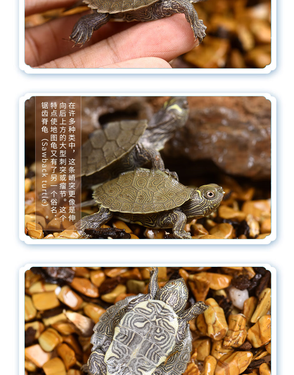 龟真寿地图龟小乌龟活体活物宠物龟深水龟观赏龟龟1对34cm