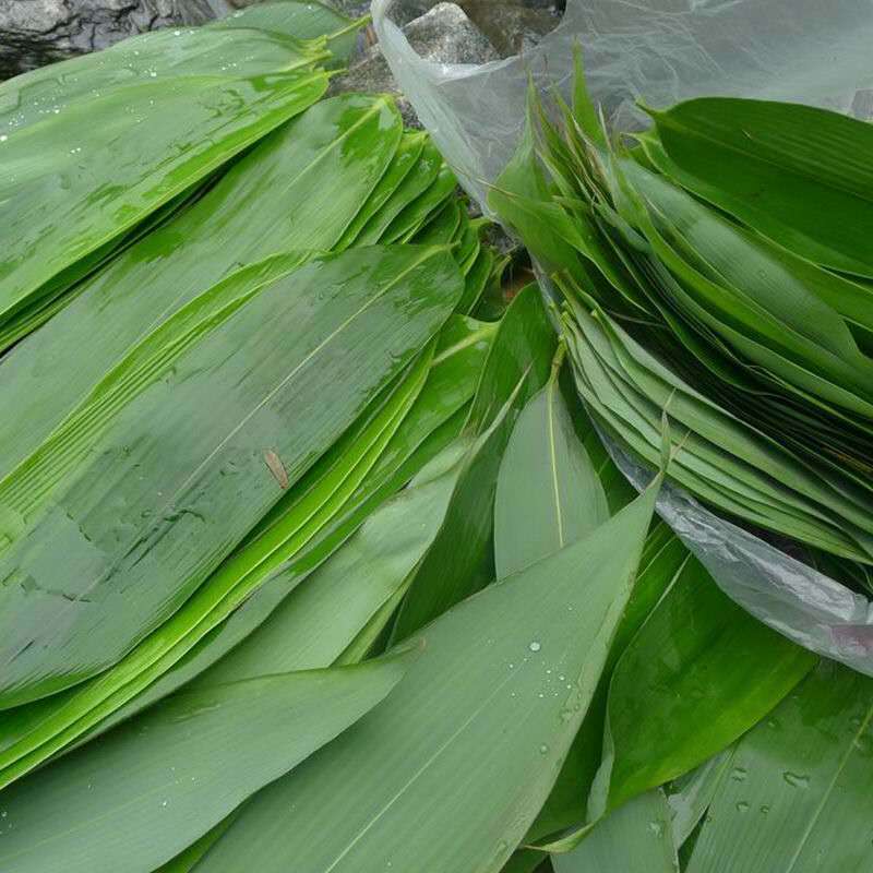 新鲜大粽叶江西现摘粽子叶真空棕叶箬叶100片 100片 粽绳 2斤糯米