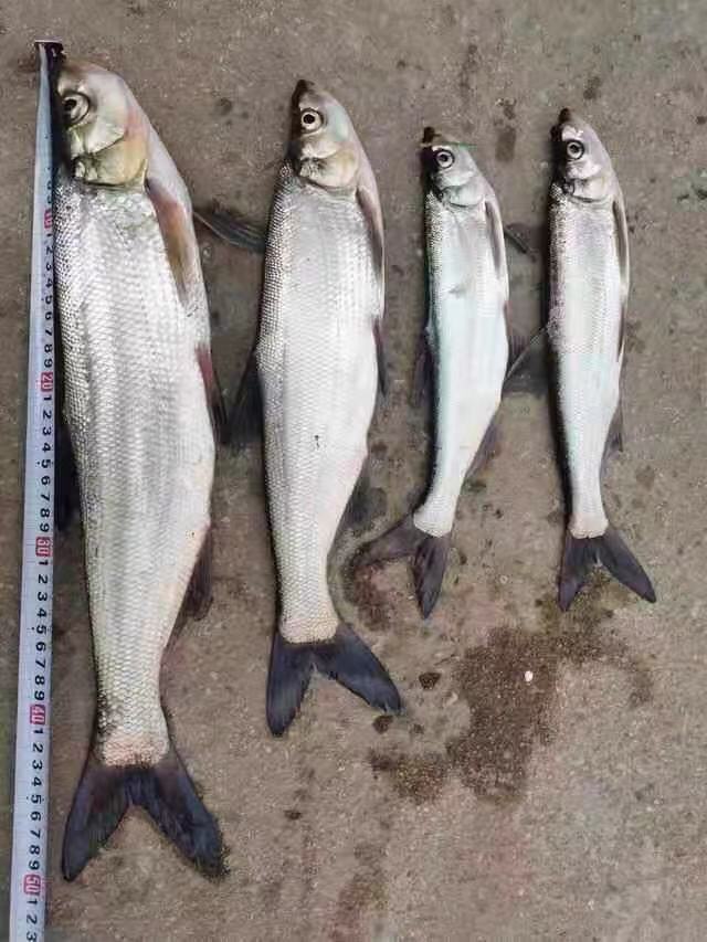 朵芮蜜翘嘴鱼苗鲌白鱼苗大型刁子鱼米翘壳淡水路亚养殖凶猛肉食活体