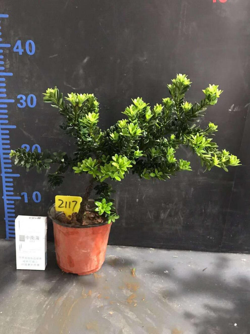 圆叶黑珍珠小叶罗汉松 罗汉松树苗 盆景素材 小品 罗汉松小苗 黑珍珠4
