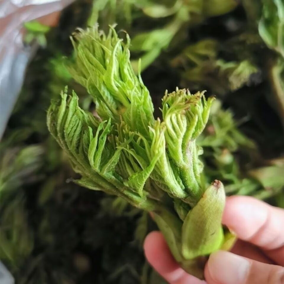 刺老芽新鲜腌制东北刺嫩芽东北山长白山特产野菜山菜保鲜袋装 2袋*