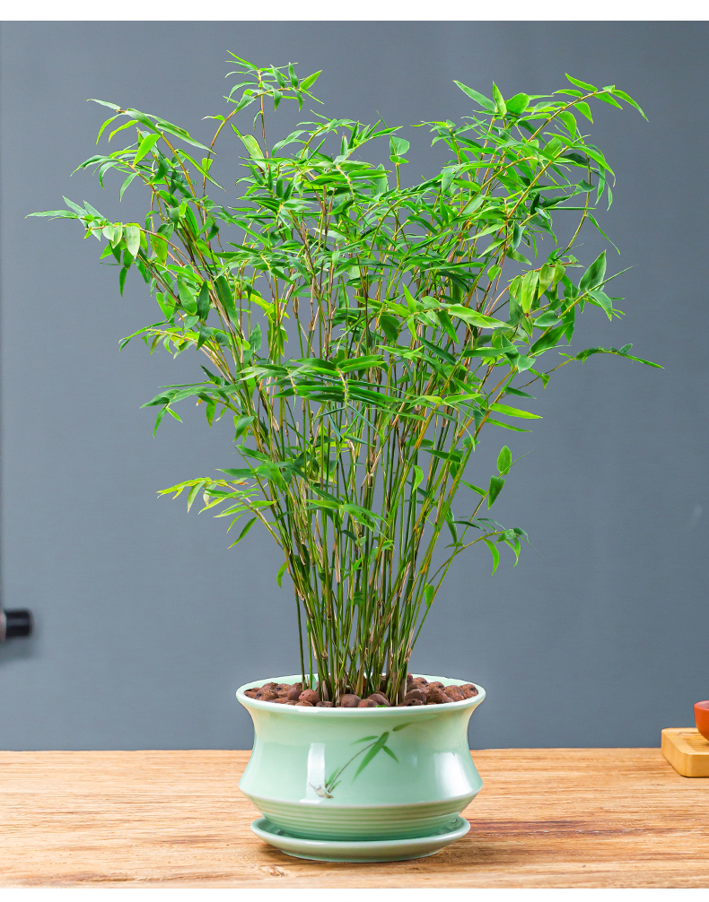 盆栽凤尾竹子苗盆景室内庭院四季常青好养易活净化空