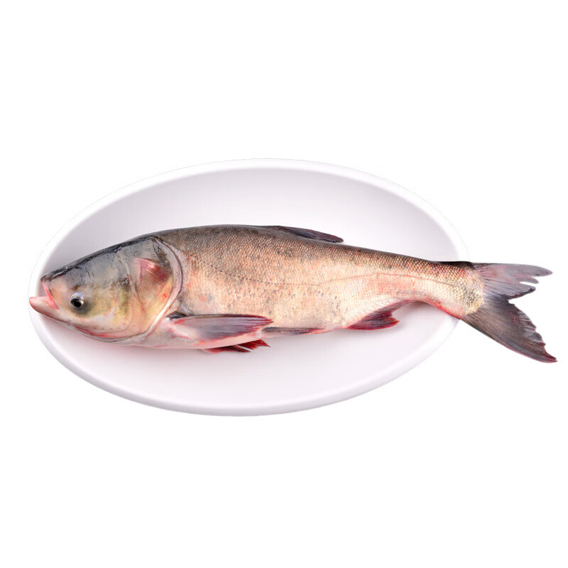 胖头鱼4斤一条胖头鱼鲜活冬捕鱼头鱼