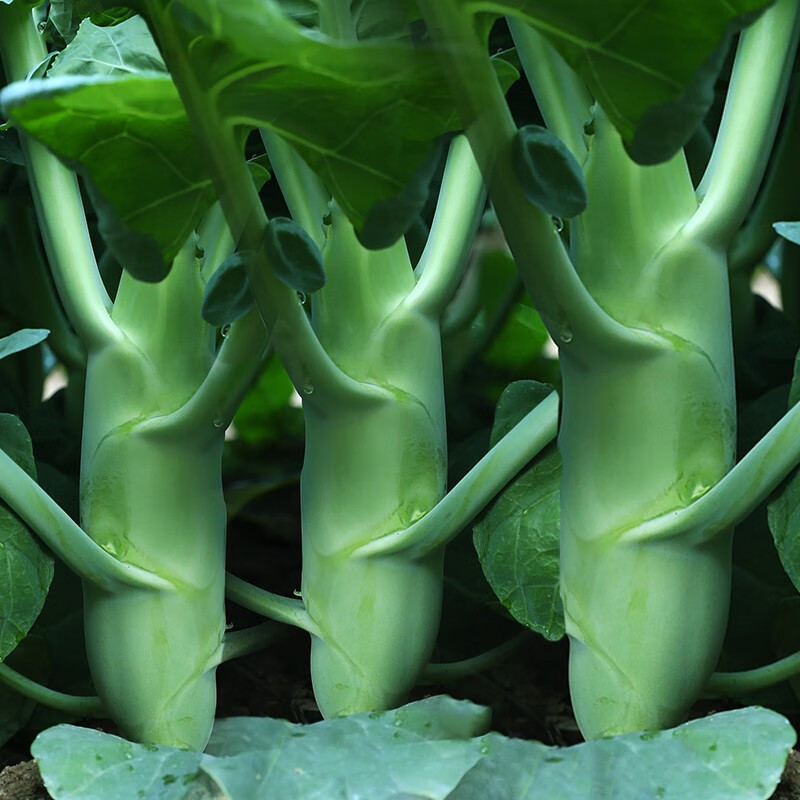 北蔬 佛手瓜苗子福寿瓜种苗扶手瓜菜瓜 【寿光苗】