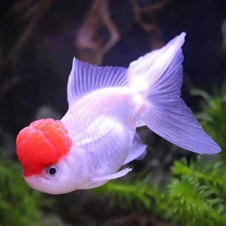 朵芮蜜金鱼活鱼精品凤鹤观赏鱼冷水风水长尾鹤顶红稀有凤尾鱼苗包活好