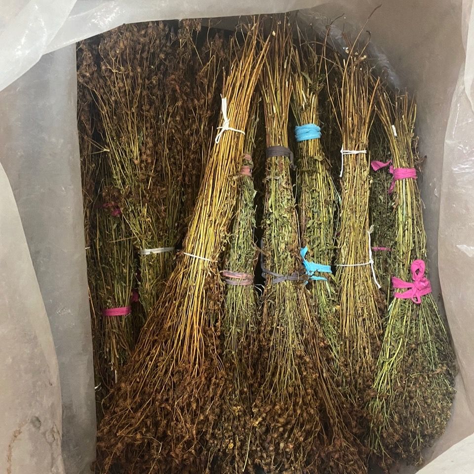 新货东北大兴安岭野生稳心草天然茶东北特产稳心草茶泡水泡酒 250g