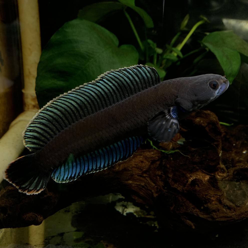 秋颖 活体阿萨姆蓝帆奶茶雷龙鱼蓝宝石七彩雷龙巴卡幼苗子中小型观赏