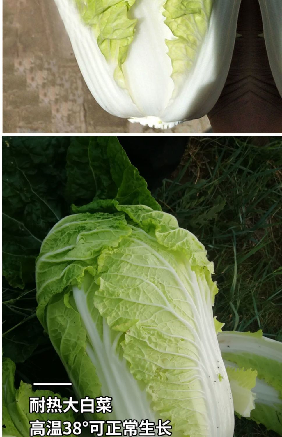 原装夏阳白菜种子抗热白菜种子夏季大白菜大白菜耐热农家蔬菜种孑