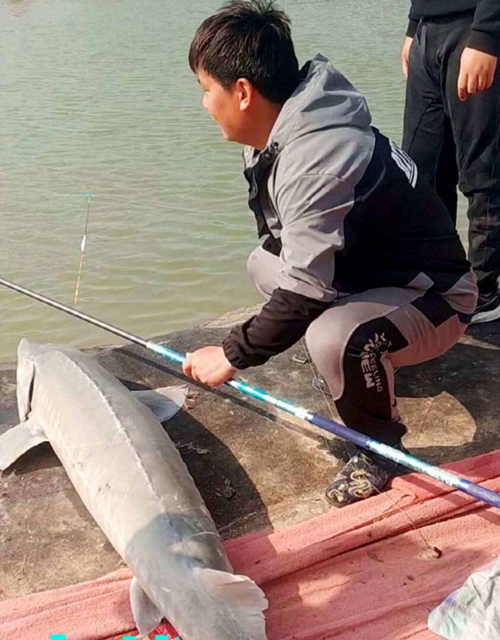 青鲟至尊四代青鲟至尊四代大物竿五代青鱼鲟鱼暴力杆高碳素硬19调巨物