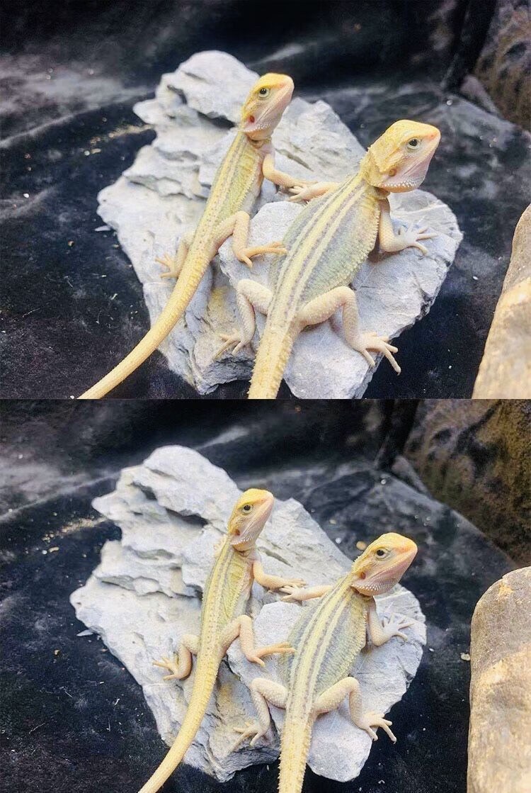 活的学生宠物鬃狮蜥活物大苗 橙黄橙红原色练手大苗(新手推荐)【图片