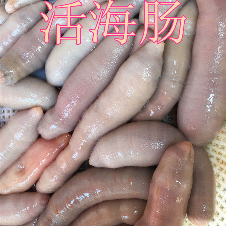 鲜活海肠子活青岛海鲜水产活体冷冻海捕新鲜海肠皮活沙虫1斤3斤超值装