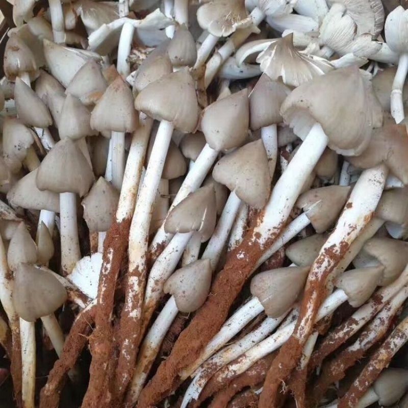 四川新鲜鸡枞菌伞把菇鸡肉丝菇斗鸡骨白蚁菰伞菇重庆特产500g 野未开